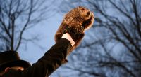 Person holding Punxsutawney Phil, the groundhog.
