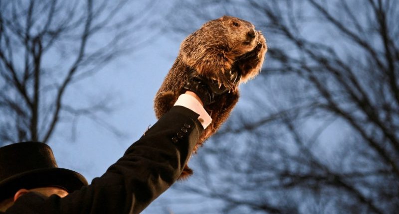 Person holding Punxsutawney Phil, the groundhog.