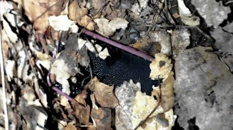 Crime scene photo of a phone partially submerged in leaves.