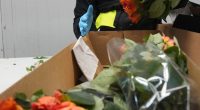 Customs agent inspecting boxes of roses.