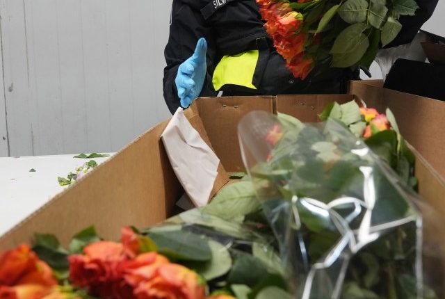 Customs agent inspecting boxes of roses.