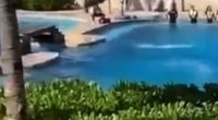 Dolphin falling out of pool during a show.