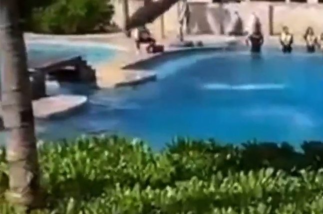 Dolphin falling out of pool during a show.