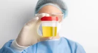 How Is the Amount of Urine Produced Regulated? A Complete Guide to Kidney Function