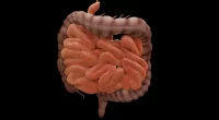 How Is the Small Intestine Designed to Absorb Digested Food? A Detailed Breakdown