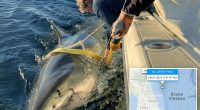 Largest shark ever tagged by research group swimming off the Florida coast