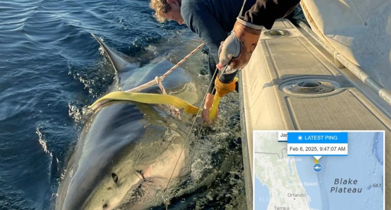Largest shark ever tagged by research group swimming off the Florida coast