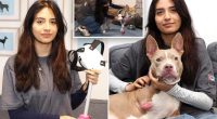 Long Island student makes prosthetic for 3-legged shelter dog