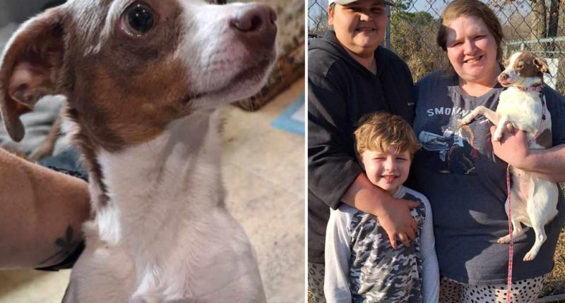 Missing dog dropped off at Alabama shelter where her owner works