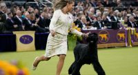 Monty the giant schnauzer wins Westminster dog show