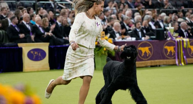 Monty the giant schnauzer wins Westminster dog show