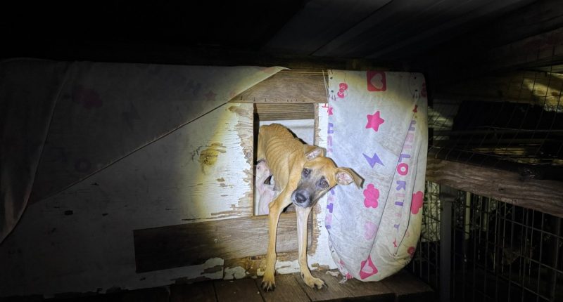 More than a dozen dogs, puppies seized from home, owner arrested for animal cruelty: deputies