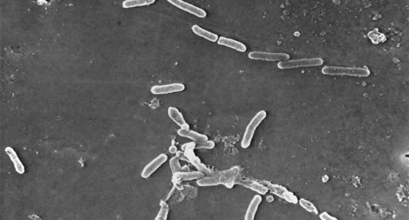 Move over H5N1: The next pandemic is already here 