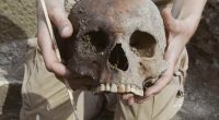 Archaeologist holding unearthed skull.