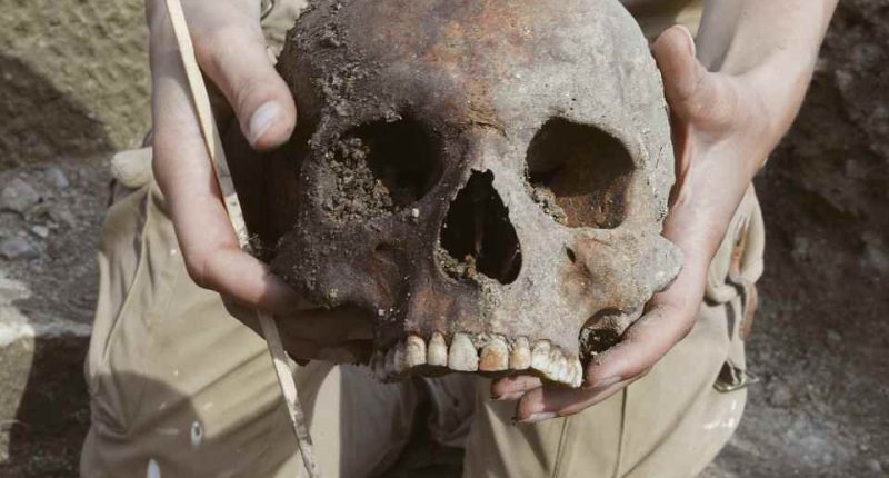 Archaeologist holding unearthed skull.