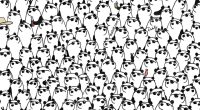 Illustration of many pandas wearing sunglasses.