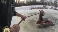 SEE IT: New York police save horse from icy pond in dramatic rescue