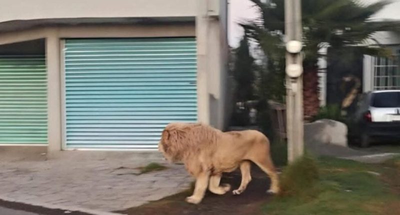 Lion walking down a residential street.