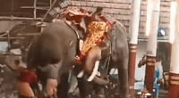Two elephants adorned with decorative cloths in a temple setting.