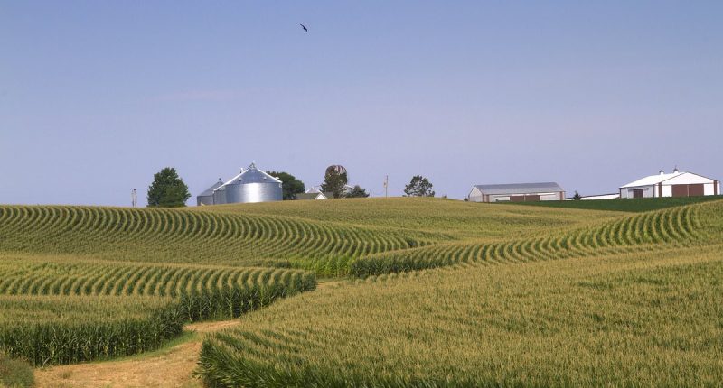 The American farmers at the heart of Trump's war with USAID