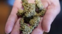 The rise of legal online cannabis companies