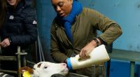 Kemi Badenoch bottle-feeding calves on a farm.