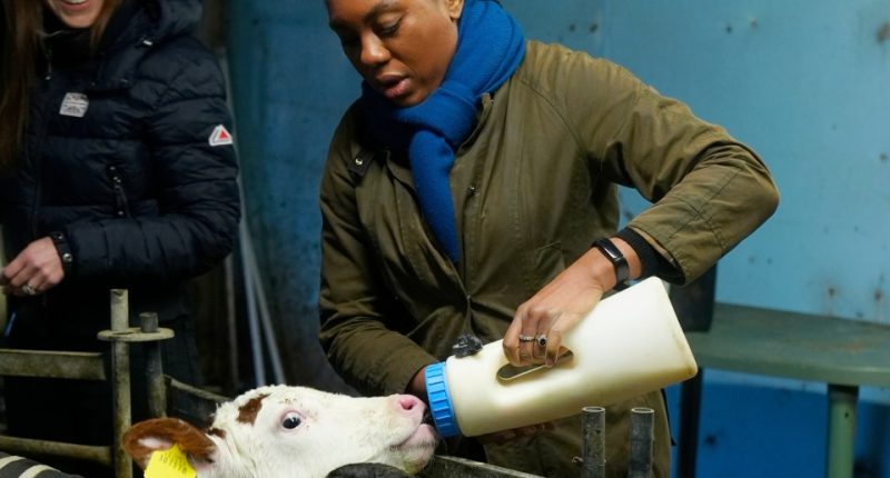 Kemi Badenoch bottle-feeding calves on a farm.
