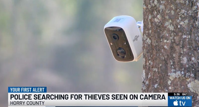 Security camera mounted on a tree; police searching for thieves.