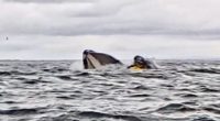 A humpback whale swallowing and then spitting out a man in a raft.