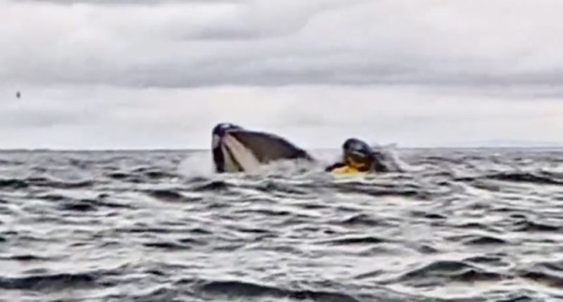 A humpback whale swallowing and then spitting out a man in a raft.