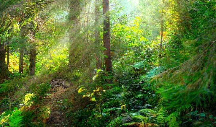 Hidden snake in a forest.
