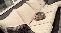 cake bandit opossum