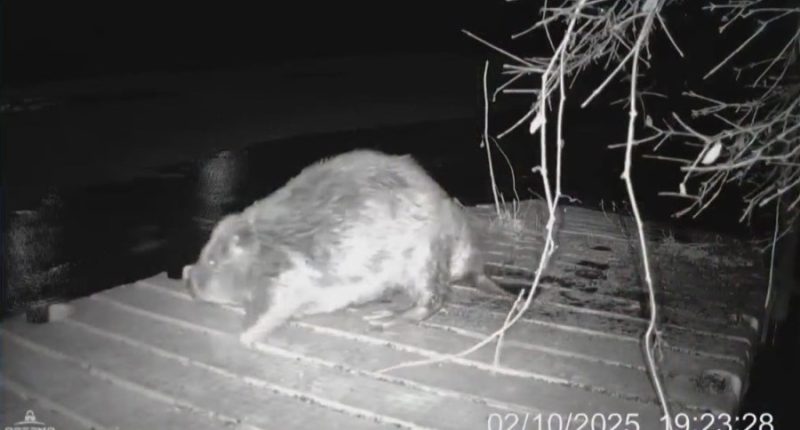 'Plump' beaver is Chicago's newest viral sensation. Now, it just needs a name