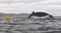 'Thought I was dead': Humpback whale swallows kayaker before spitting him out