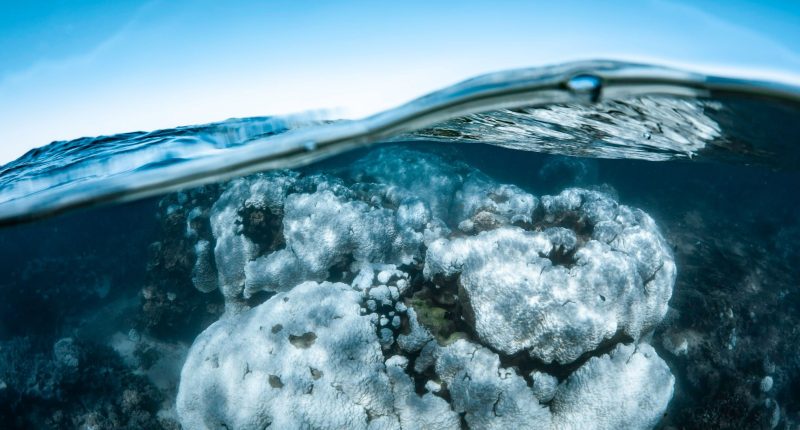 'Underwater bushfire': WA's Ningaloo corals hit by widespread bleaching