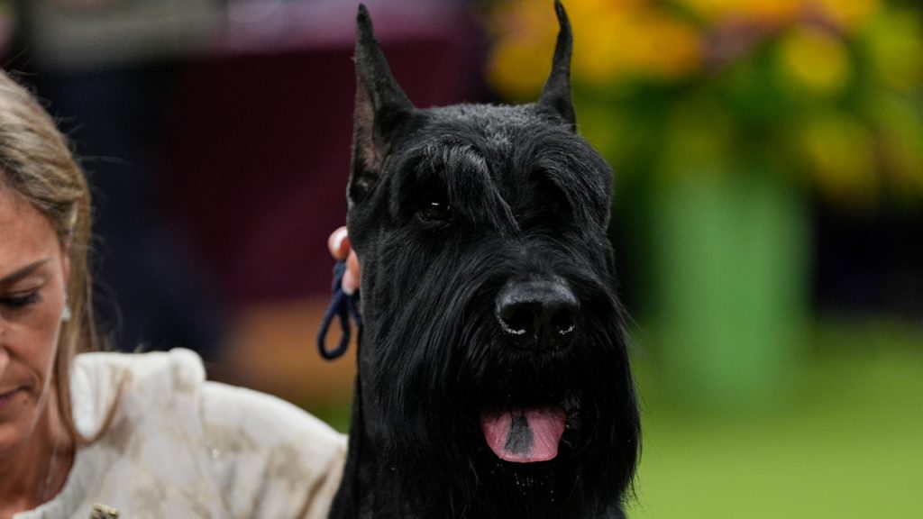 2025 Westminster Dog show: Monty the giant schnauzer wins top prize at Madison Square Garden