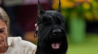 2025 Westminster Dog show: Monty the giant schnauzer wins top prize at Madison Square Garden