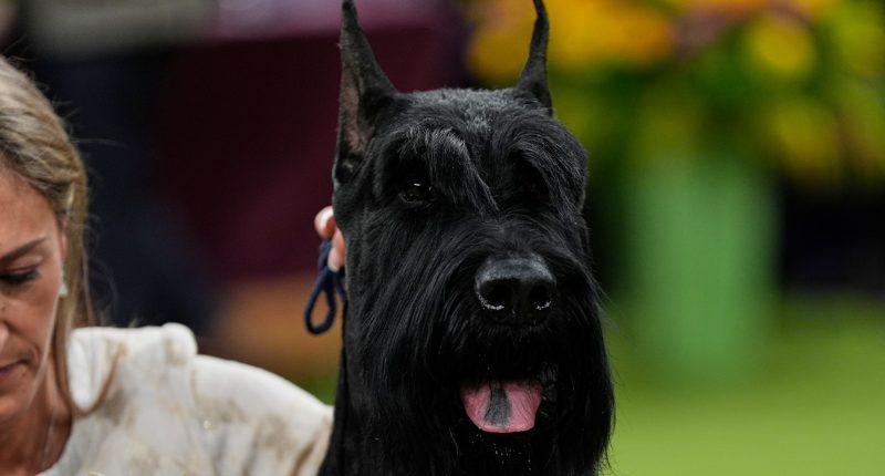 2025 Westminster Dog show: Monty the giant schnauzer wins top prize at Madison Square Garden