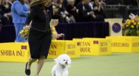 A giant schnauzer named Monty has won the top prize at the Westminster Kennel Club
