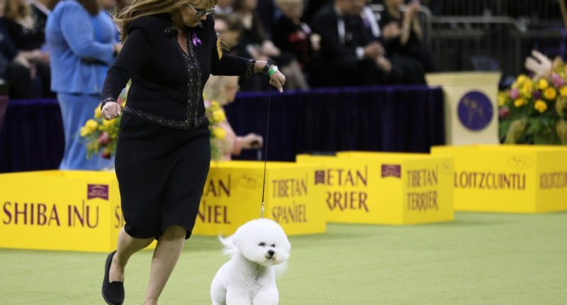 A giant schnauzer named Monty has won the top prize at the Westminster Kennel Club