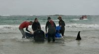 Stranded whales in Tasmania