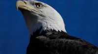 American bald eagles are having a moment, ecologically and culturally