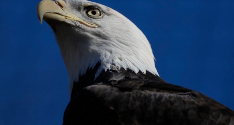 American bald eagles are having a moment, ecologically and culturally