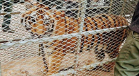 Animal rights groups, prosecutors trying to stop sale of exotic animals in Tijuana