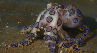 Blue ringed octopus swimming between corals