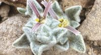 Big Bend National Park home to newly discovered plant species 'Tiny sheep'