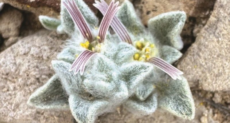 Big Bend National Park home to newly discovered plant species 'Tiny sheep'