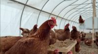 Bird flu 2025: Illinois officials prepare to respond to possible bird flu in humans as it spreads in animals, impacts egg prices