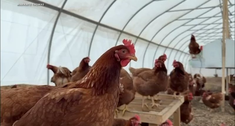 Bird flu 2025: Illinois officials prepare to respond to possible bird flu in humans as it spreads in animals, impacts egg prices
