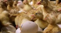 Bird flu confirmed in older Wyoming woman who likely had contact with infected flock at her home